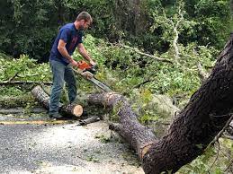 Best Leaf Removal  in Anoka, MN