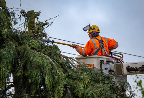 How Our Tree Care Process Works  in  Anoka, MN