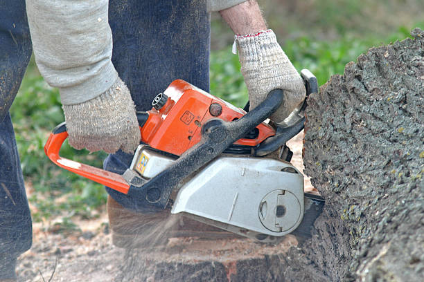 Best Root Management and Removal  in Anoka, MN