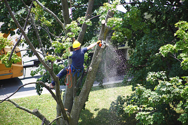 Best Arborist Consultation Services  in Anoka, MN